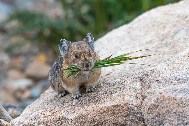 American Pika with grass in it's mouth on Trail Ridge Road in Rocky Mountain National Park